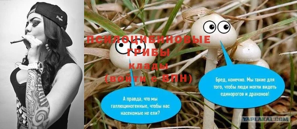 хмурый Аркадак
